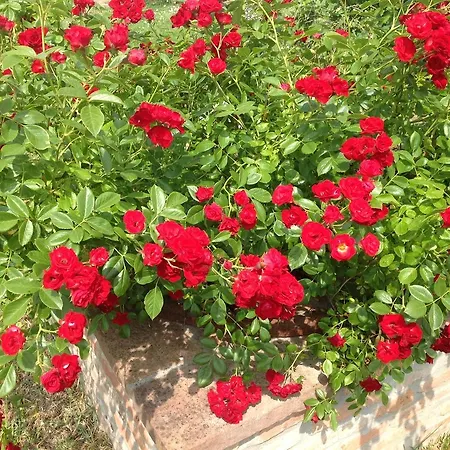 Il Frattiero Voghenza