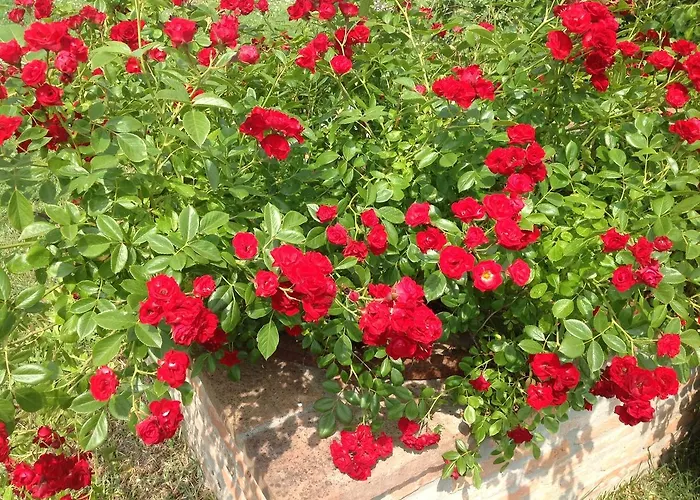 Il Frattiero Voghenza