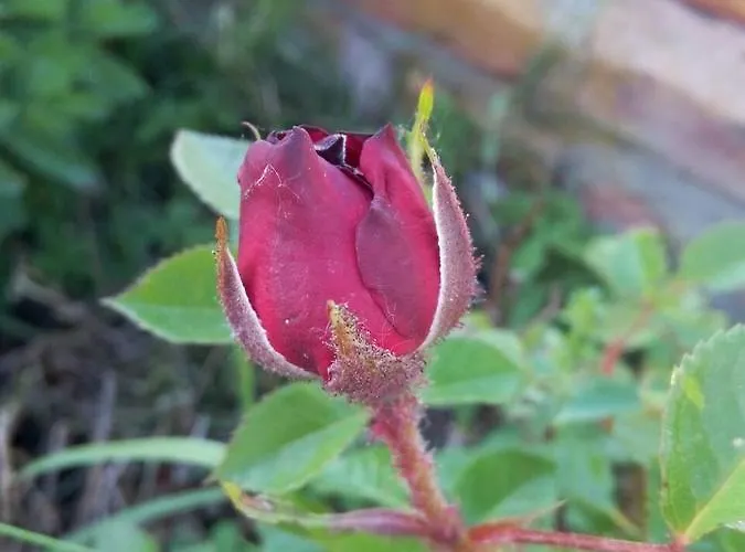 住宿加早餐酒店 Il Frattiero 4*