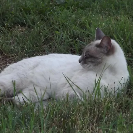 Il Frattiero Bed & Breakfast Voghenza