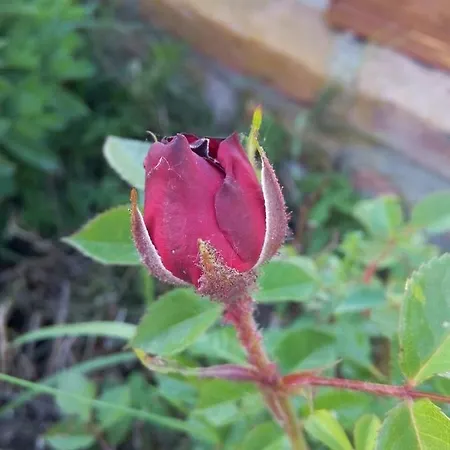 Bed & Breakfast Il Frattiero 4*